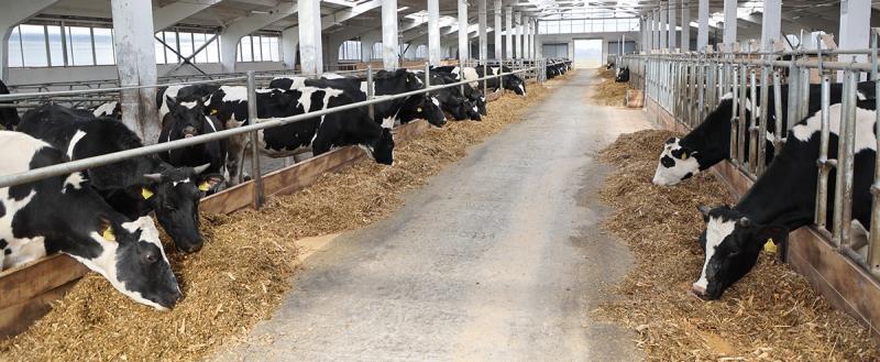 Девять современных молочных ферм открыли в Могилевской области с начала года