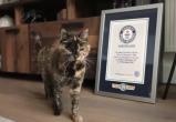 Кошка из Великобритании установила мировой рекорд долголетия, отметив 30-летие