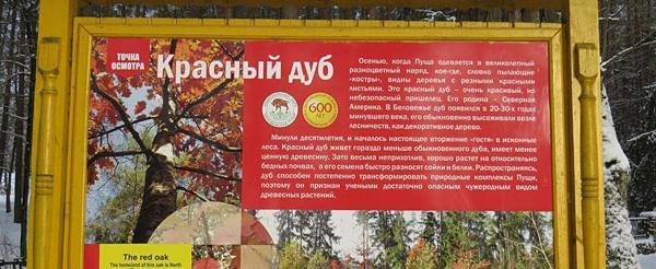 В Беловежской пуще начнут эксперимент по борьбе с инвазивными растениями