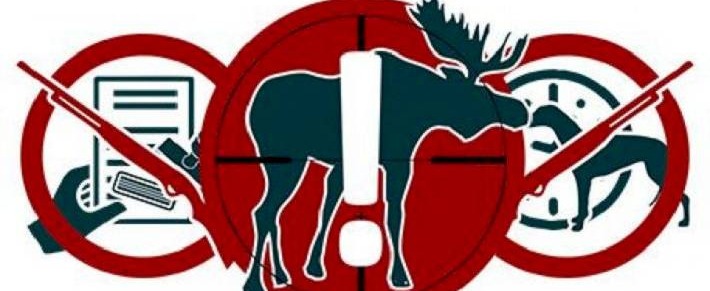 Охотникам Беларуси напомнили, на каких животных нельзя охотиться с 1 января