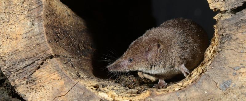 Официальная точка в истории: землеройка острова Рождества признана вымершим видом