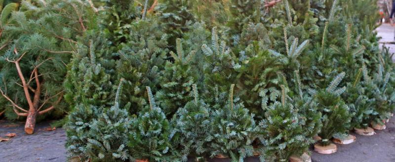 В новогодние праздники Минлесхоз раздарил почти тысячу елей