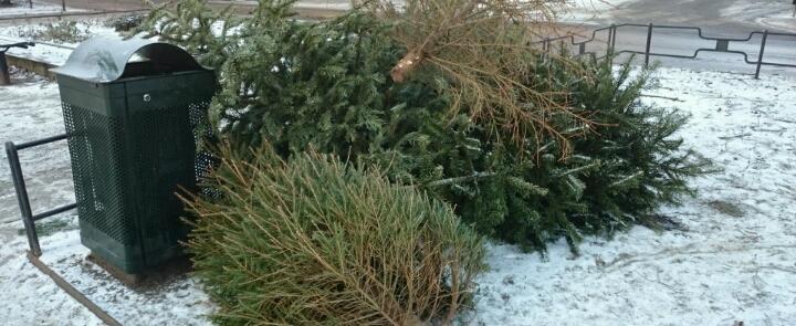 Экологическая акция «Елки в щепки» пройдет в Минске 18 и 25 января