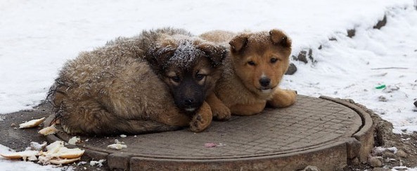 Когда кормление бездомных животных в Беларуси может привести к штрафу