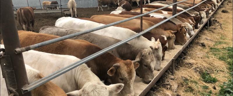 Александр Лукашенко утвердил указ о масштабном развитии мясной отрасли Беларуси