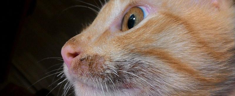 Что делать, если  у кота опухла мордочка