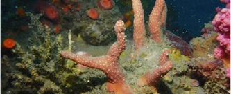 Гонконгские ученые открыли два новых вида кораллов