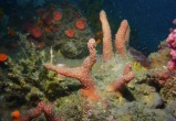 Гонконгские ученые открыли два новых вида кораллов