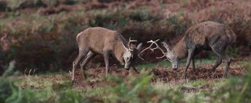 Более 70 благородных оленей готовятся к жизни в дикой природе Островецкого района