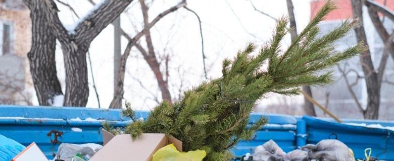 Как правильно и без штрафа утилизировать новогоднюю елку в Беларуси
