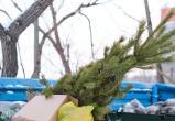 Как правильно и без штрафа утилизировать новогоднюю елку в Беларуси
