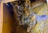 В Приморском крае спасли двух котят амурского тигра, оставшихся без матери