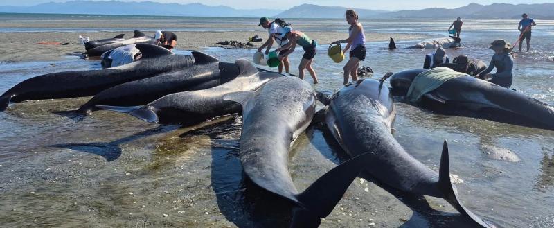 В Новой Зеландии погибли шесть китов, спасатели борются за жизнь еще пятнадцати
