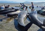 В Новой Зеландии погибли шесть китов, спасатели борются за жизнь еще пятнадцати
