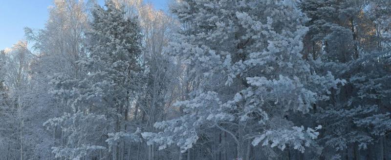 Где в Беларуси в ночь на 12 было холоднее всего