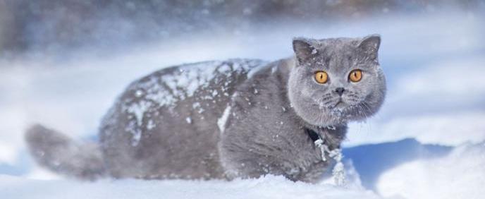 Новосибирский кот Эксклюзив стал лучшим в мире по версии WCF