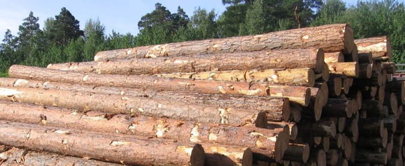 Цены на лес-кругляк на 2026 год: Совмин утвердил новые таксы