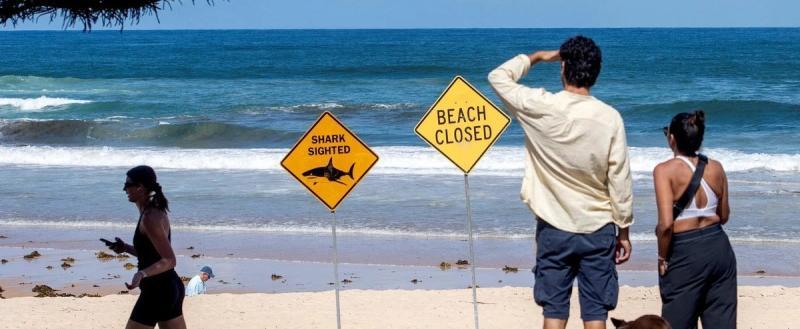 Серия нападений акул вынудила закрыть 20 пляжей в Сиднее