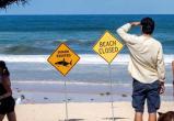 Серия нападений акул вынудила закрыть 20 пляжей в Сиднее