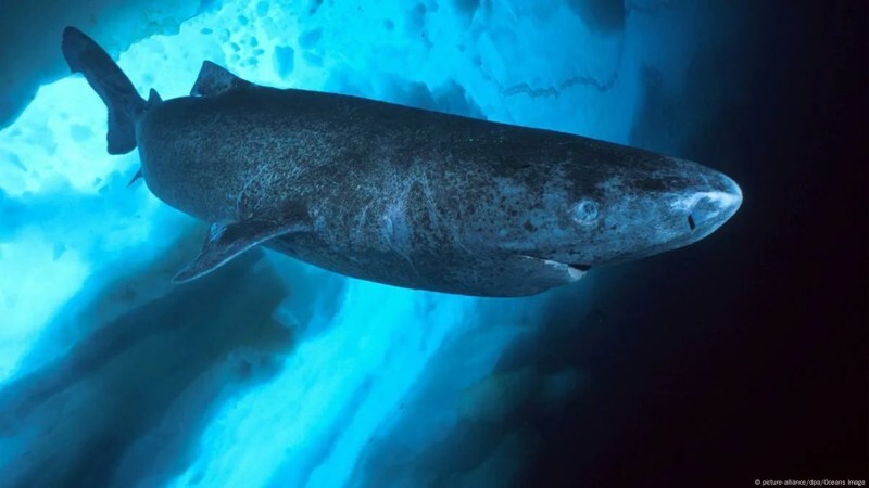 Парадокс гренландских акул: долгожители с хронической болезнью сердца