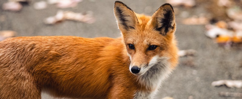 На Брестчине начнут вакцинировать диких животных против бешенства