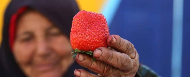 Пенсионерки продают клубнику 