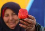 Пенсионерки продают клубнику "с огорода", которая на самом деле из Китая