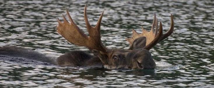 Лоси ныряют за подводными растениями на глубину до 6 метров