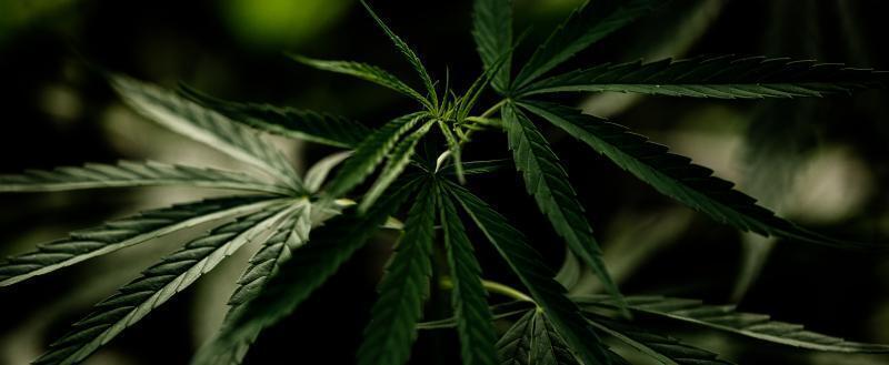 США переводят марихуану в статус менее опасных наркотиков