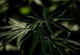 США переводят марихуану в статус менее опасных наркотиков