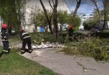 В Беларуси бушует ураганный ветер: что натворила стихия за прошедшие сутки