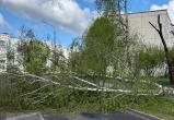 Сорванные крыши, сломанные деревья, поврежденные машины: последствия непогоды на Брестчине