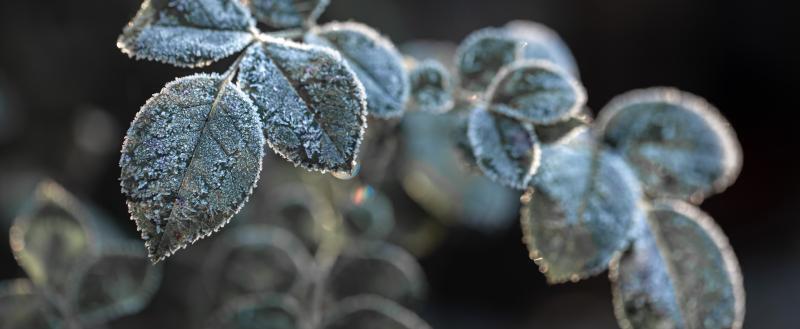 Ночные заморозки в Беларуси продолжаются: в ближайшие ночи обещают до -5