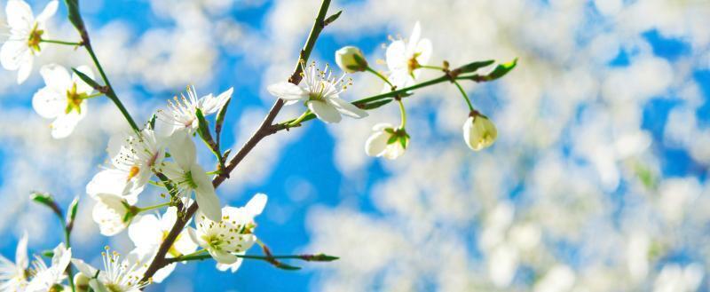 Будет ли дополнительный выходной на 9 мая: разъясняет Минтруда