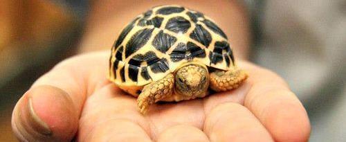 В аэропорту задержали пассажирку, которая везла на себе 30 черепах