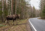 Осторожно, лоси! Два ДТП за одни сутки и трое пострадавших
