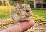 В Беларуси опасаются хантавируса: на границе приняты меры