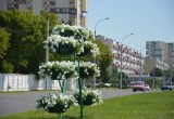 Улица Московская в Бресте украшена ко Дню города цветочными композициями