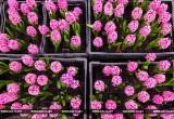 Работники брестского «Коммунальника» к 8 Марта вырастили больше 45 тысяч цветов