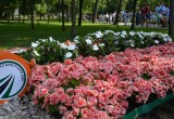 В Бресте прошел фестиваль цветов