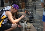 Благотворительная акция, приуроченная ко Всемирному дню бездомных животных, состоялась в Бресте