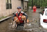 Фотофакт. Как во время урагана в США спасают домашних животных 