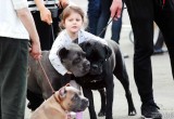 Фоторепортаж: самых красивых собак показали в Бресте