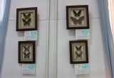 Бабочки мира «прилетели» в Брестский краеведческий музей