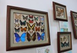 Бабочки мира «прилетели» в Брестский краеведческий музей