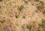 Водопад Виктория высох: от засухи погибли 200 слонов
