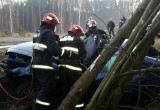 Под Брестом легковушка влетела в дерево: водителя деблокировали спасатели