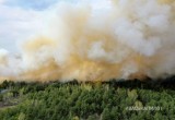 У Бреста разгорелся сильный лесной пожар (видео)