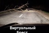 Поваленные деревья и билборды: в Брестской области буянит ветер