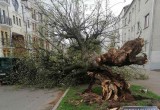 Поваленные деревья и билборды: в Брестской области буянит ветер